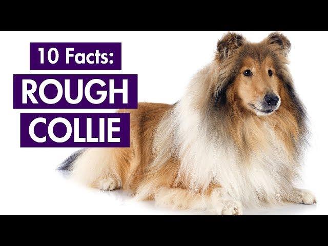 Rough Collie 101: Top 10 Facts You Should Know [Lassie's Breed]