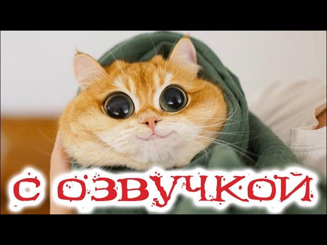 Приколы с котами! Смешные коты с ОЗВУЧКОЙ! СМЕШНЫЕ ЖИВОТНЫЕ 2022! Тест на психику – Доми шоу