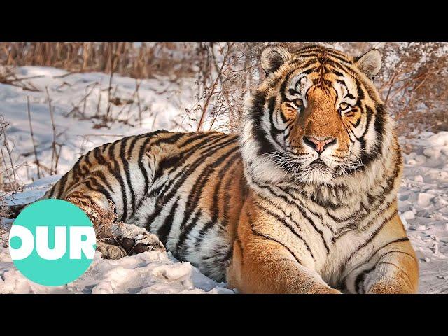 Uncovering The Hidden Tiger's That Live In Russia's Vladivostok | Our World