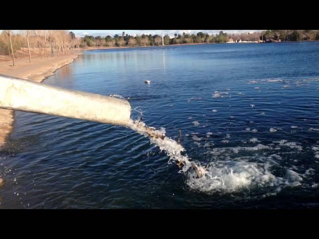 Stocking Fish Pond at Veterans' Memorial Park