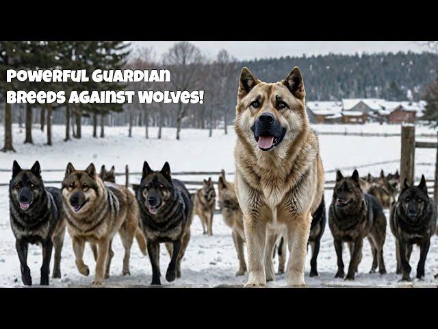 Wolves Are Back: A Global Conservation Triumph #animallover