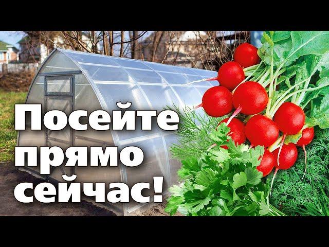 РАННИЕ ПОСЕВЫ В ТЕПЛИЦЕ  Можно сеять уже в марте