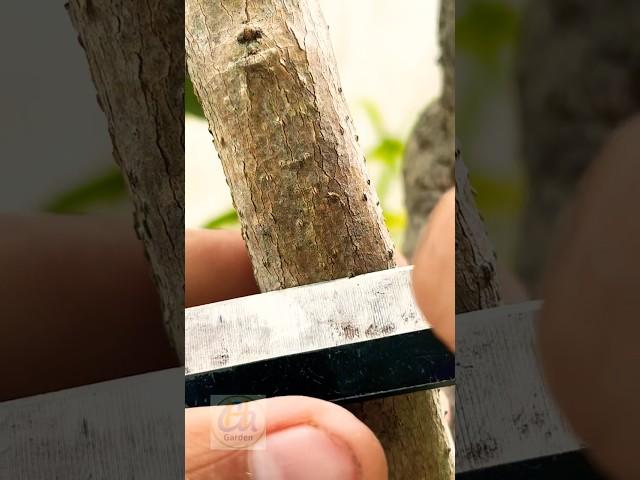 Fruit tree grafting techniques chip budding.