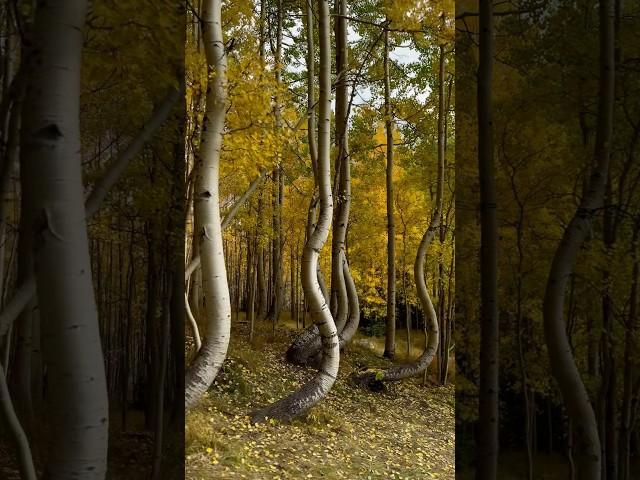 Dancing Aspens