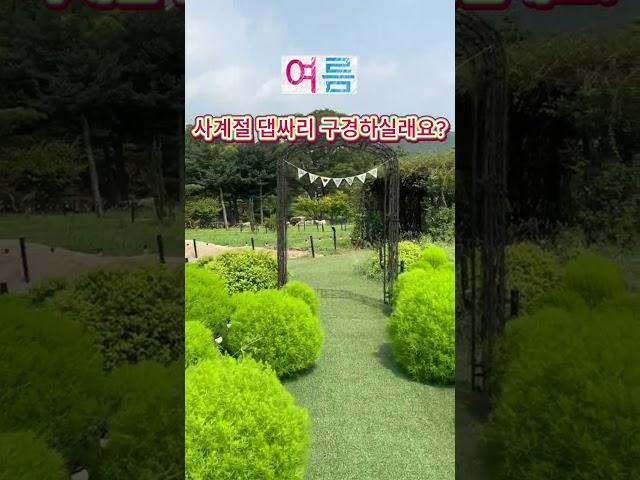 사계절 댑싸리 구경하실래요? /봄/여름/가을/겨울