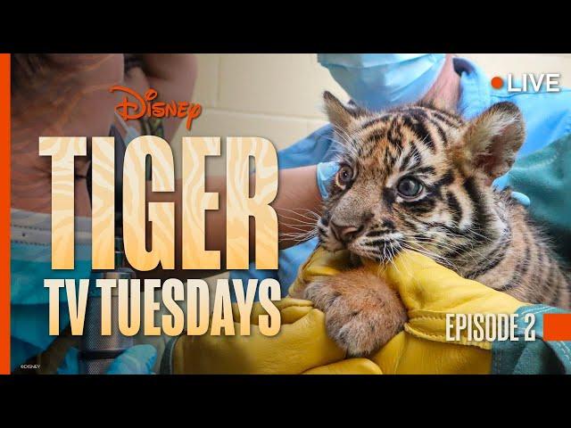 Tiger Tuesday Live! Watch Bakso & Mom’s Second Week at Disney’s Animal Kingdom