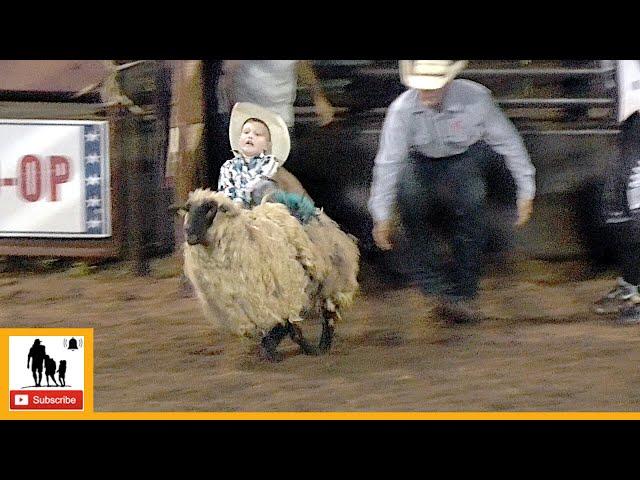 Mutton Bustin' - 2023 Wellington Pro Rodeo | Friday