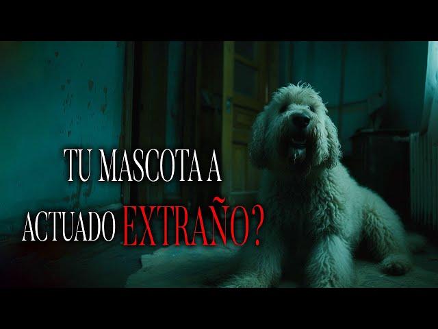 Comportamientos HUMANOS En Animales Historias de Terror Inquietantes - REDE