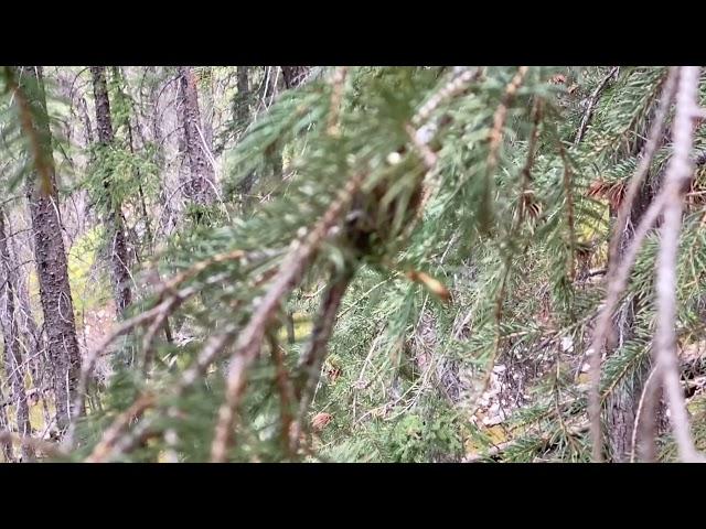 Humming bird protecting nest