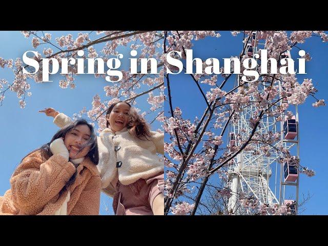 Snow in Shanghai & Cherry Blossom Hunting! | Fancie in Shanghai Ep.57