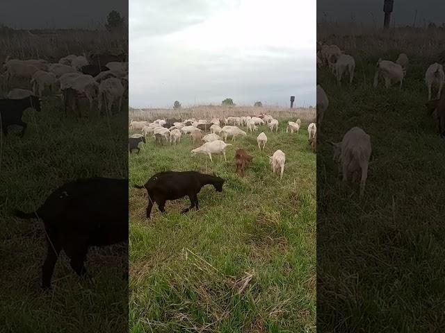 КОЗЬЯ ФЕРМА В СИБИРИ