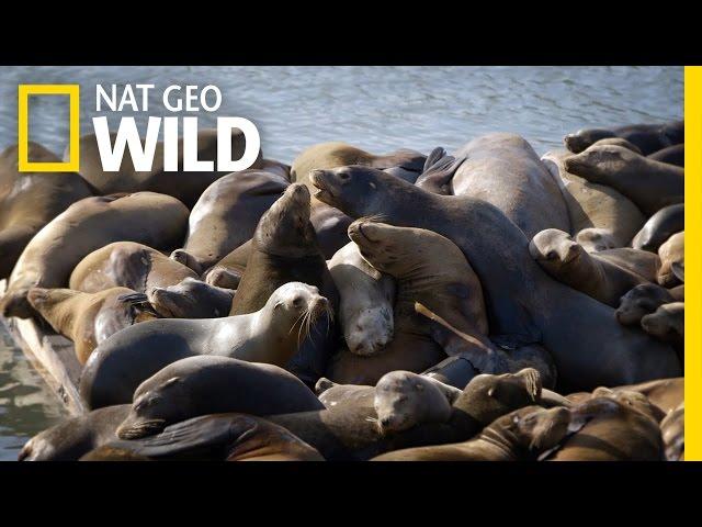 Sea Lions of San Francisco | United States of Animals