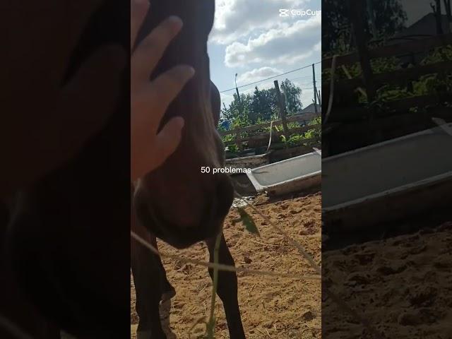 #конныепрогулки #кони #horse #конь #лошади #equestrian #auto #horseing #конныйспорт #equestrain
