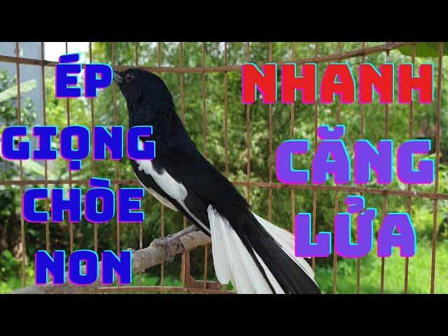 Chòe Than hót giọng rừng kích bổi sổ bọng quá hay. Luyện giọng chòe than non. Chòe than hót sáng.