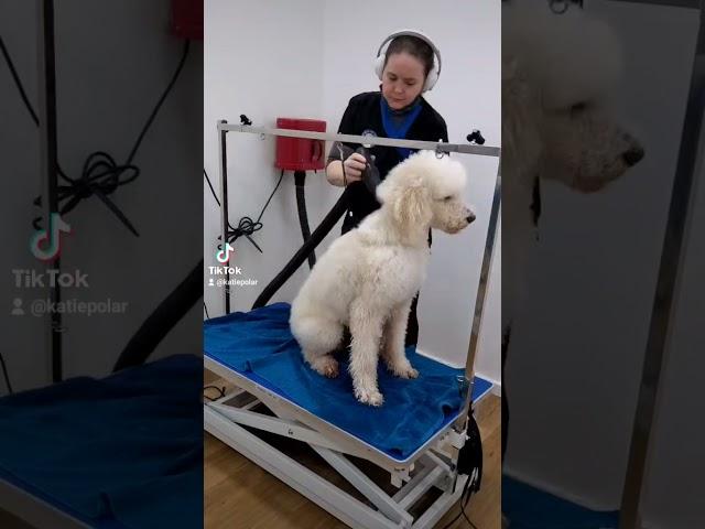 Standard Poodle grooming day