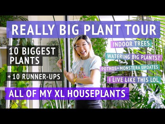 REALLY BIG PLANT TOUR: All of my most massive houseplants!