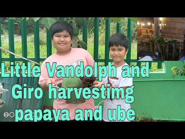 Little Vandolph and Giro harvesting Papaya and Ube in Farmville with Teacher Espie/Life in the Farm