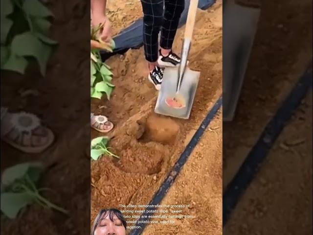 Cách Trong rau lang đơn giản của Trung Quốc