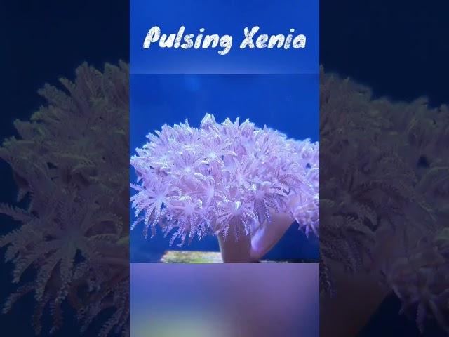펌핑제니아 Pulsingxenia