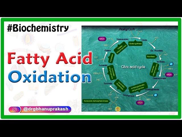 Fatty Acid-Oxidation ( Beta oxidation of fatty acids ) Biochemistry Animations