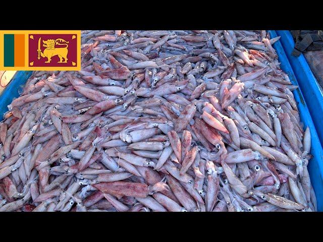 6am Walk to Buy Squids at Fishery Harbour Tangalle Sri Lanka