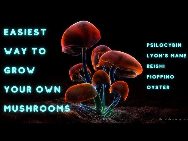 Easiest way to grow YOUR OWN MUSHROOMS!