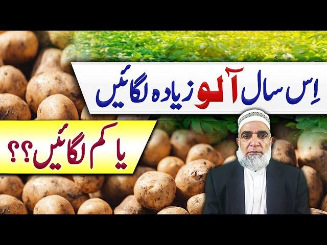 Should we cultivate Potato more or less this year || Crop Reformer