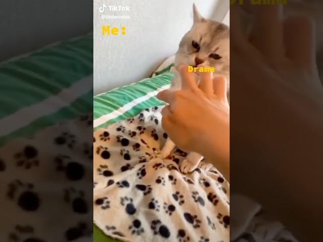 Deksy Cat No touching