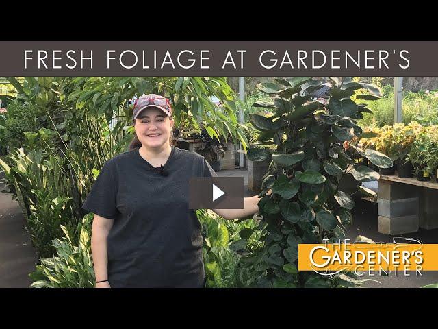 Let's Talk Fresh Foliage  Pro Talk with Joy at The Gardener's Center