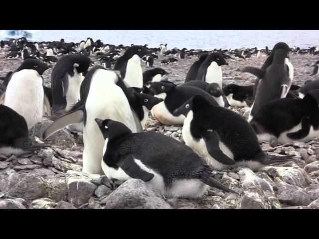 Adelie Penguins of Paulet Island, Antarctica