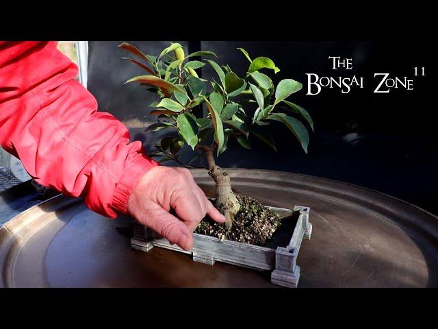 My Ficus microcarpa Cutting From 2000, The Bonsai Zone, Nov 2024