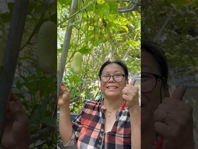 Have you tried this method of pollinating your cucumbers?#cucumber #pollen #gardening #garden