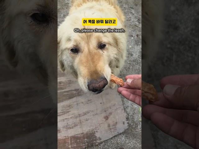 힘센 시골 골댕이 짧은 목줄을 와이어줄로 바꿔주었더니 보인 놀라운 행동 1탄 #shorts #dog #goldenretriever