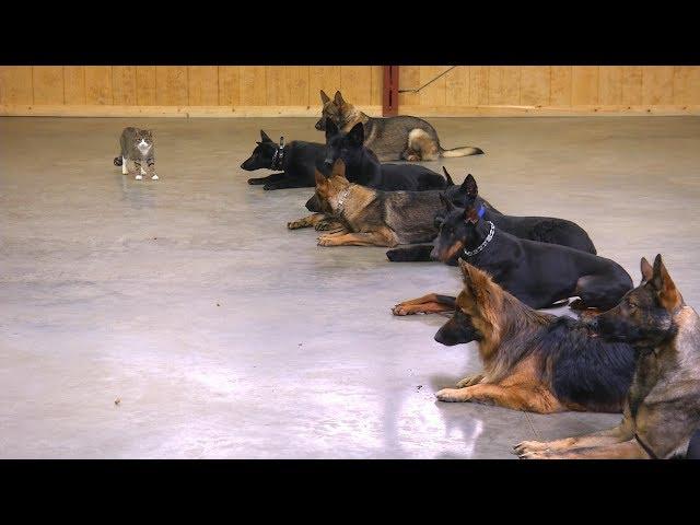 Best Protection Dog? Male VS Female Working As A Protection Dogs Master Trainer David Harris Says...