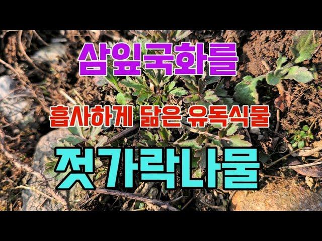 삼잎국화를 흡사하게 닮은 유독식물 젓가락나물