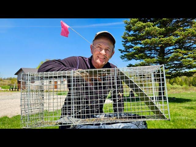 #238 Flag Your Animal Trap | At The Ranch