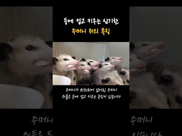 호주에 서식하는 특이한 주머니 쥐의 특징 #shorts