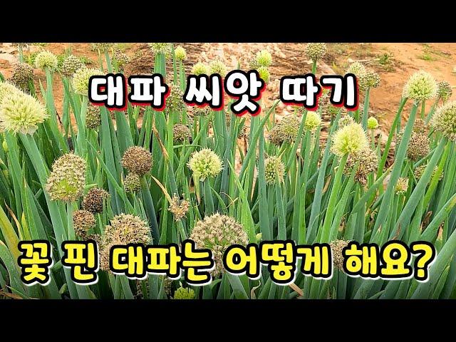 대파 씨앗 받기와 꽃 핀 대파 관리에 대해 알아봅니다. 대파 꽃이 핀 후에도 먹으려면 꽃대를 잘라내면서 꽃대 관리를 하면 됩니다.