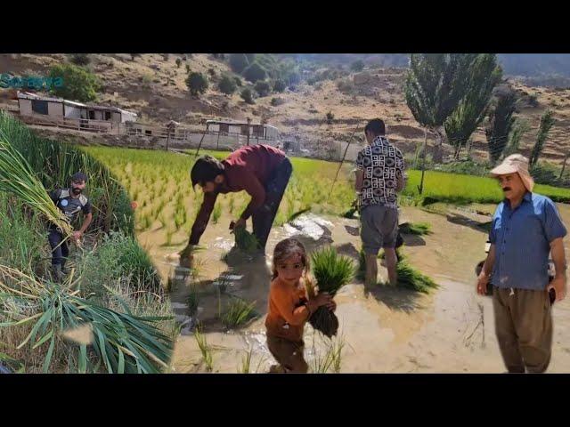 The single mother's husband's conspiracy for Sorayya's rice fields.