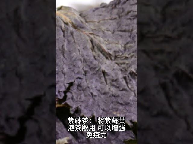 【蚊蟲 叮咬】紫蘇葉：迅速減輕蚊子 叮咬後紅腫和瘙癢的天然妙方，舒緩被 燒傷 曬傷 蟲咬傷等等症狀！ | 天然 良藥 | 天然 治療 6