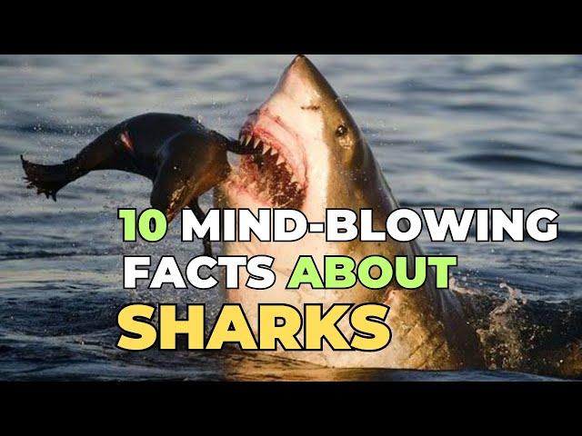 10 Mind-Blowing Facts About Sharks That Will Leave You in Awe