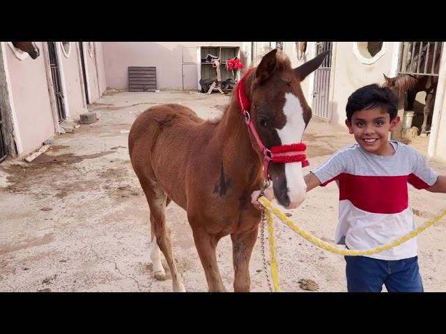 مفرحات للخيل_إختلاف طبع الخيل فالميدان..وتجربه حليب الخيل