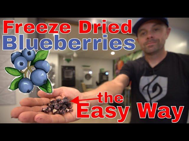 Freeze Drying Blueberries THE EASY WAY! #freezedriedblueberries