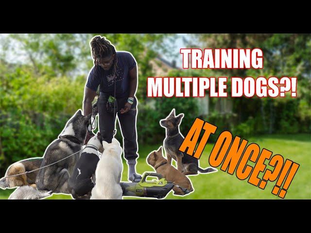 HOW TO TRAIN MULTIPLE DOGS AT THE SAME TIME