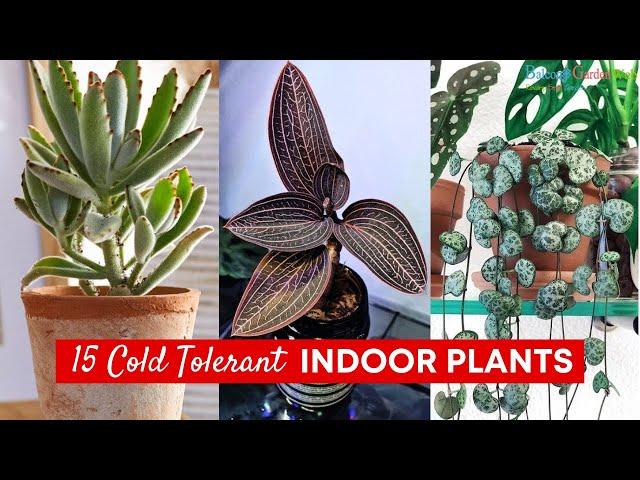 15 Cold Tolerant Indoor Plants | Houseplants for Cold Rooms