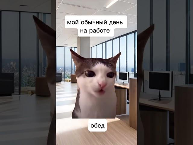 Тренд мем коты смешные #тренд #кот #коты #котики #прикол #приколы #приколысживотными #словопацана