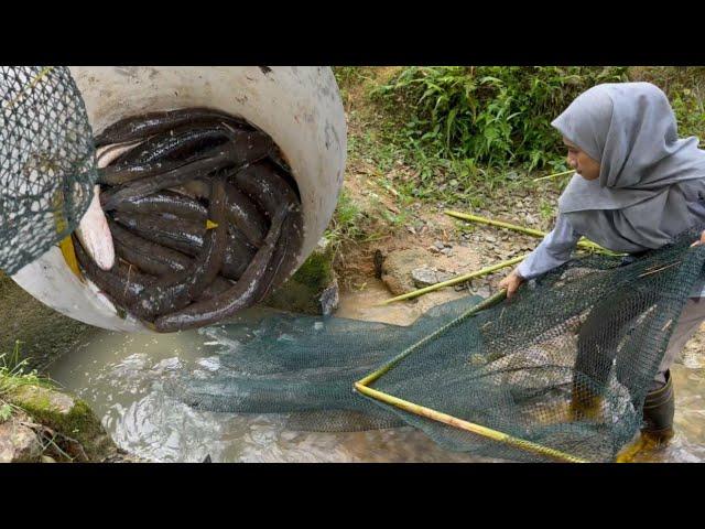 BIG SNAKEHEAD FISH RECIPE | CATCH AND COOK | Ikan Haruan Berlado Menyengat