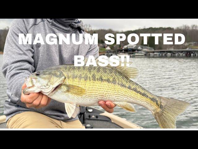 GIANT WINTER SPOTTED BASS ON LAKE CHATUGE (Epic Topwater Blowups)