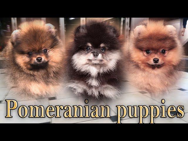 Cute pomeranian puppies 027. #pomeranianpuppy #pomeranians #cutepomeranian