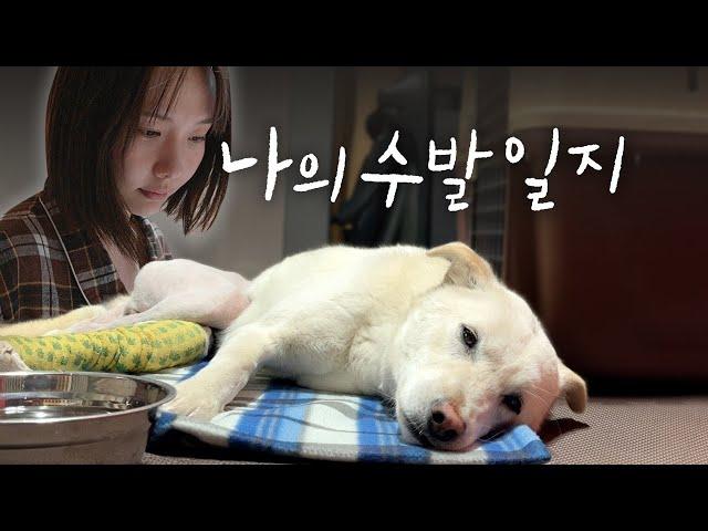 슬개골 수술 후 앓아누운 시골 강아지 수발드는 일상